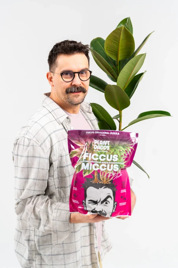 ficcus Ficcus-Miccus