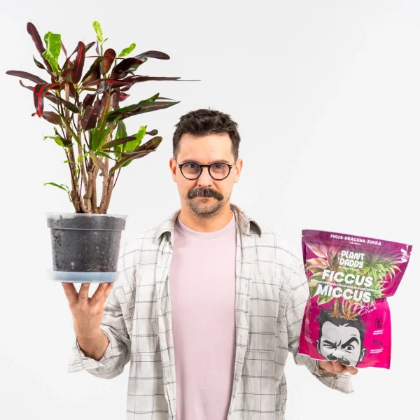 ficcus3 Ficcus-Miccus